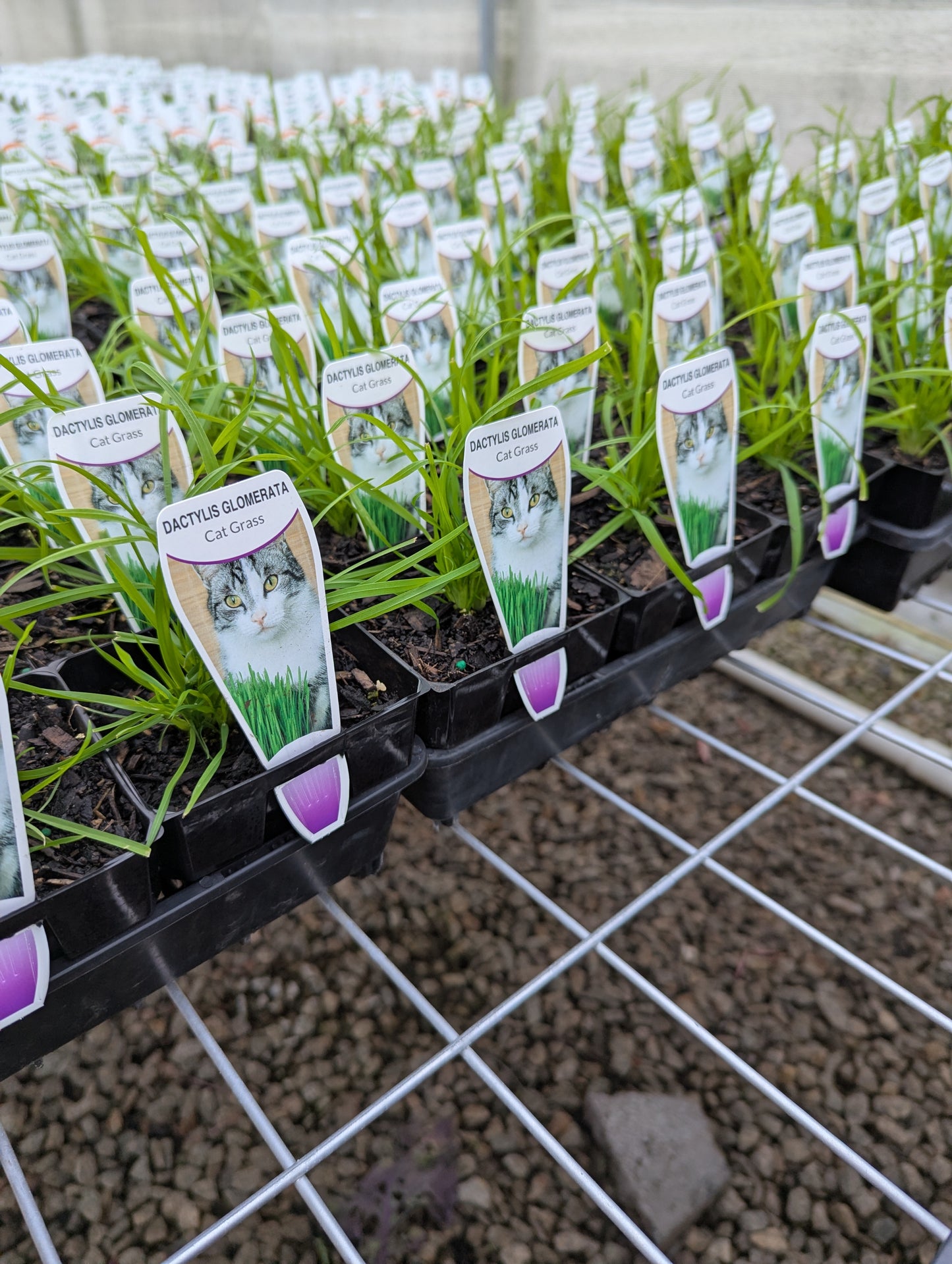 Cat Grass