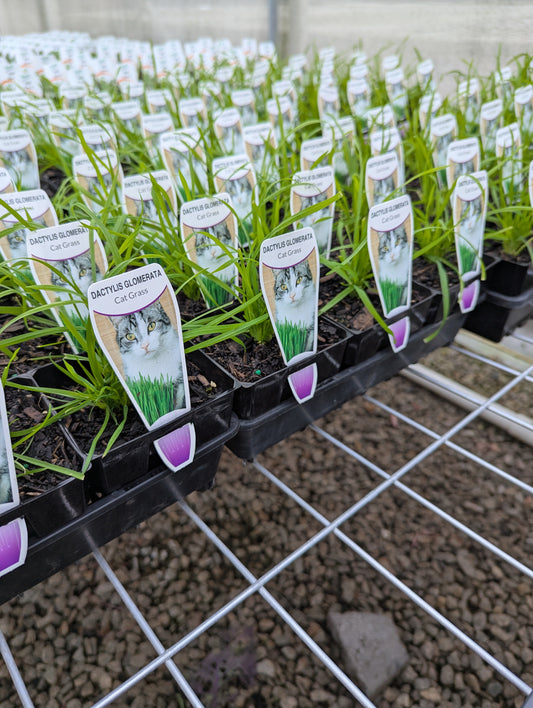 Cat Grass
