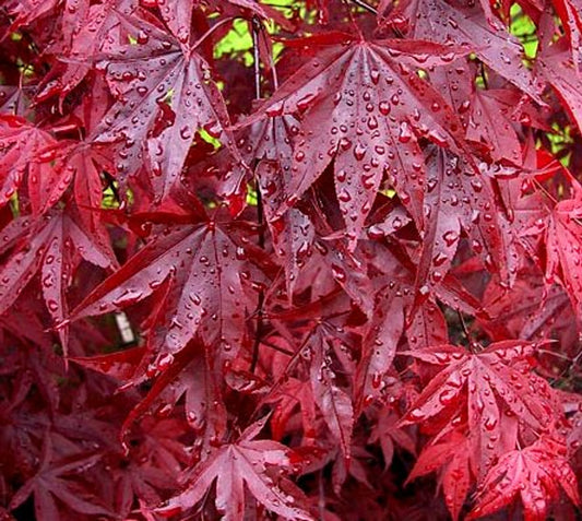 Acer palmatum Emperor 1