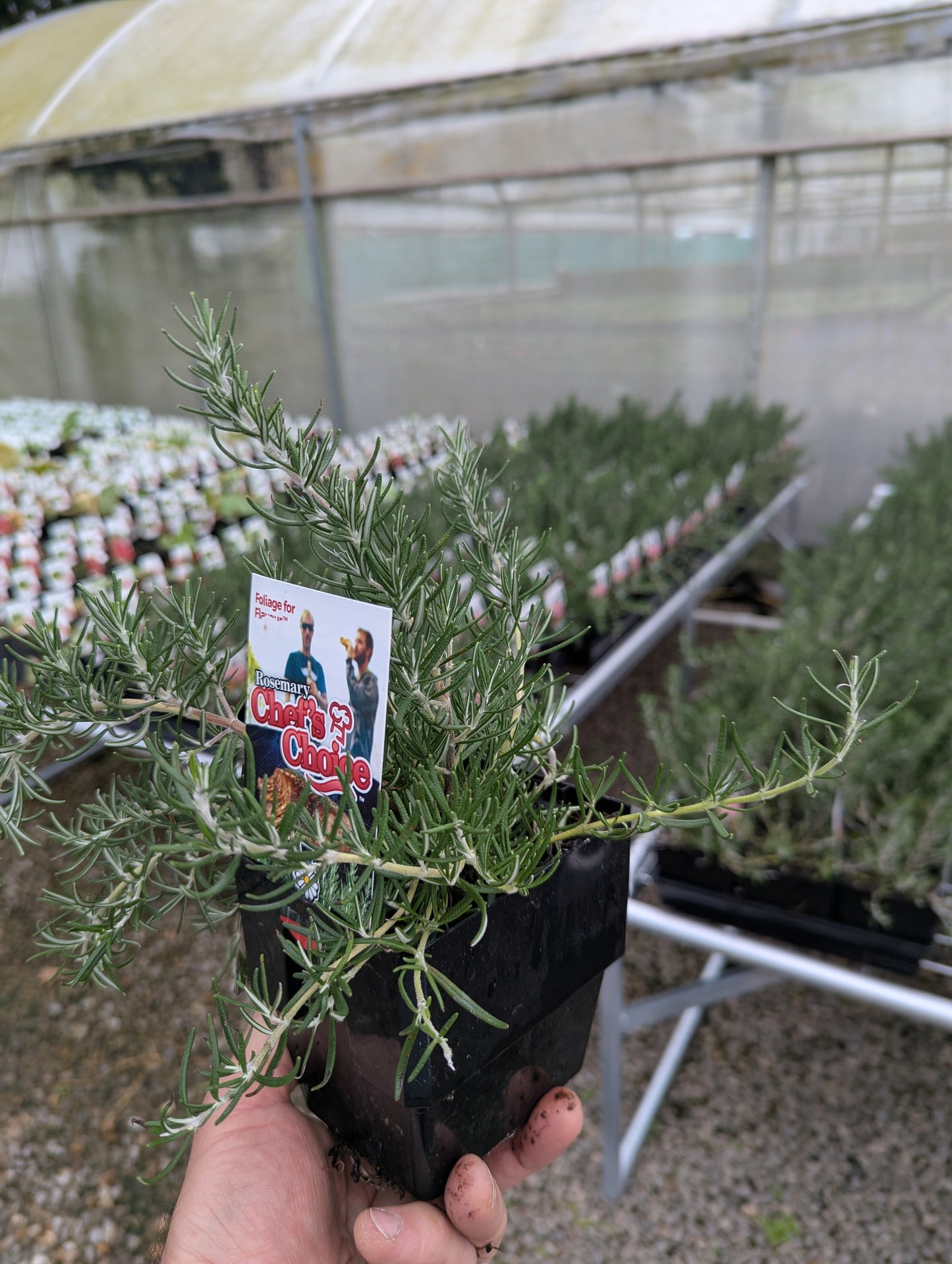 Rosmarinus officinalis Chefs Choice™