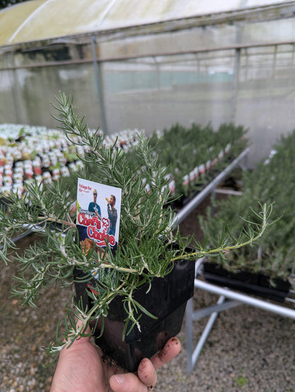 Rosmarinus officinalis Chefs Choice™