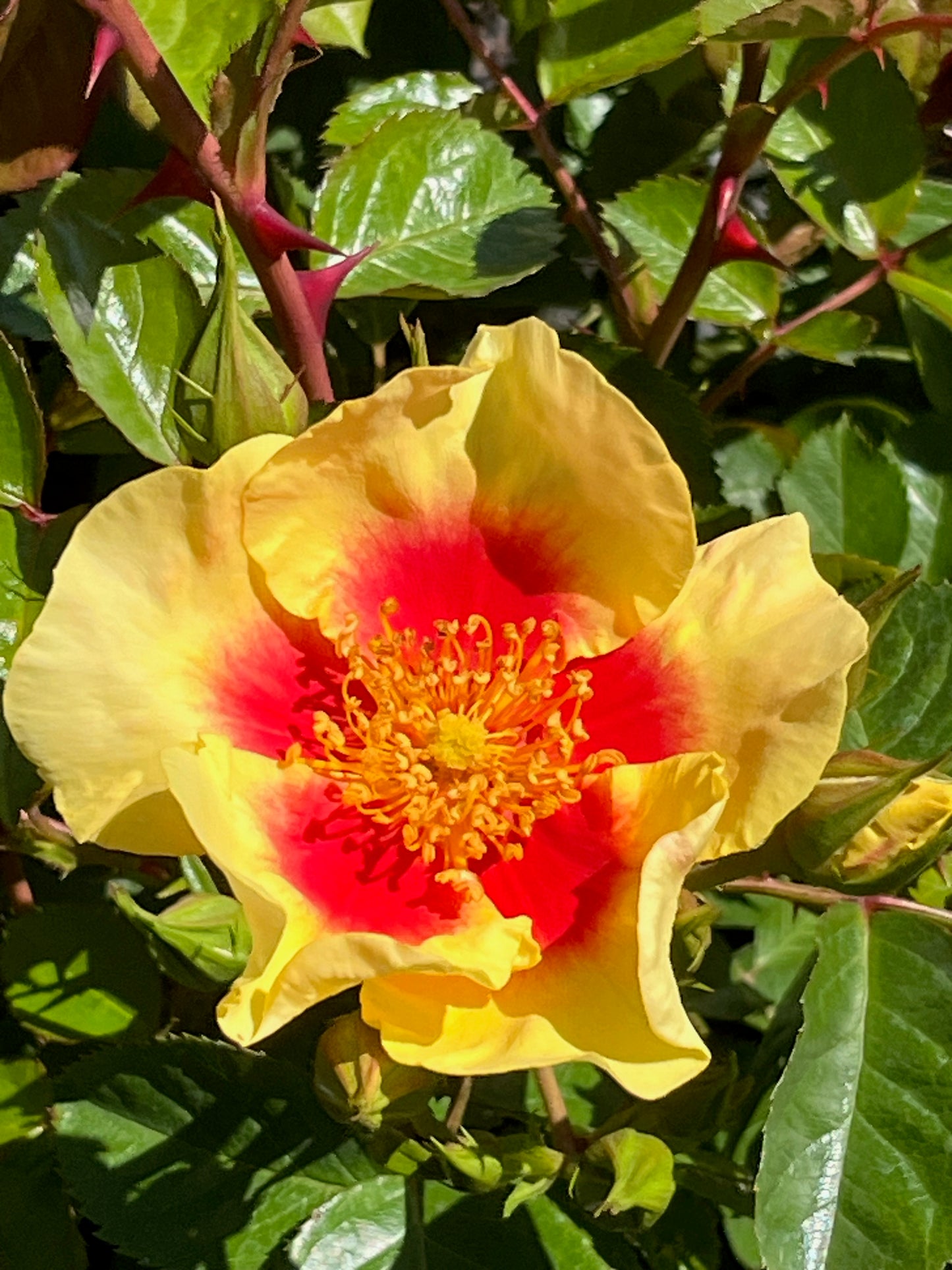 Rose - Eye of the Tiger