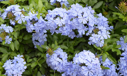 Plumbago auriculata Royal Cape