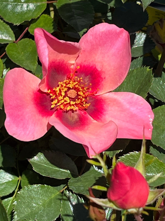 Rose - For Your Eyes Only