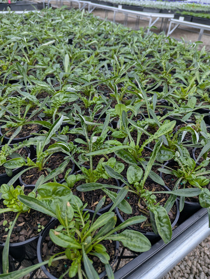 Gazania Gazoo Vanilla