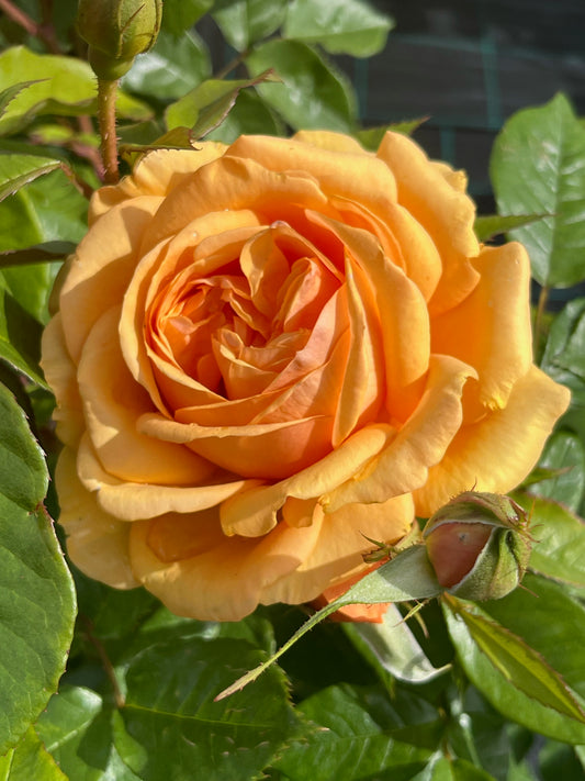 Rose - Golden Beauty