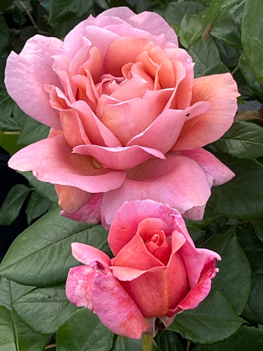 Rose - Grandmas Rose