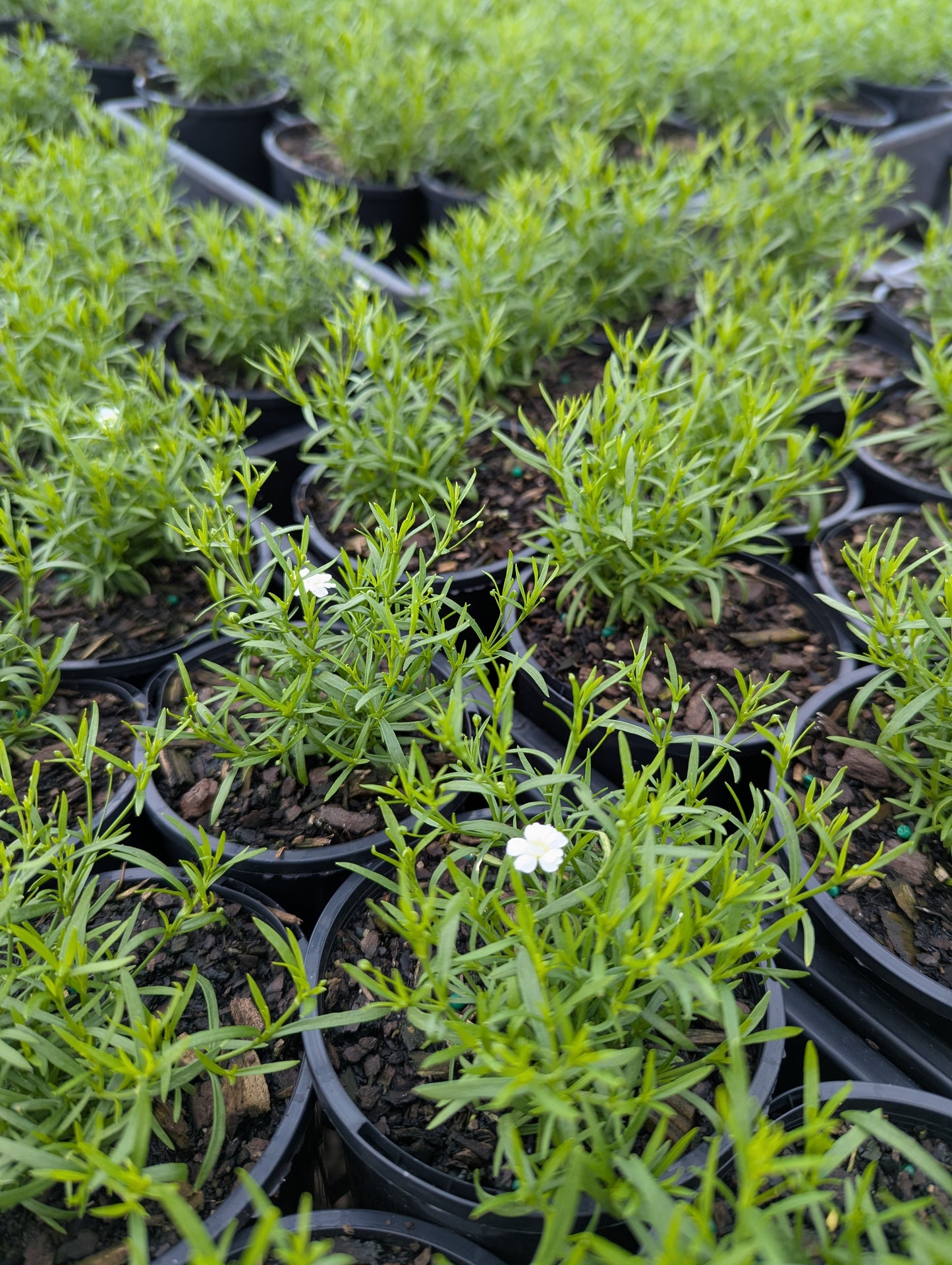 Gypsophila spp. White