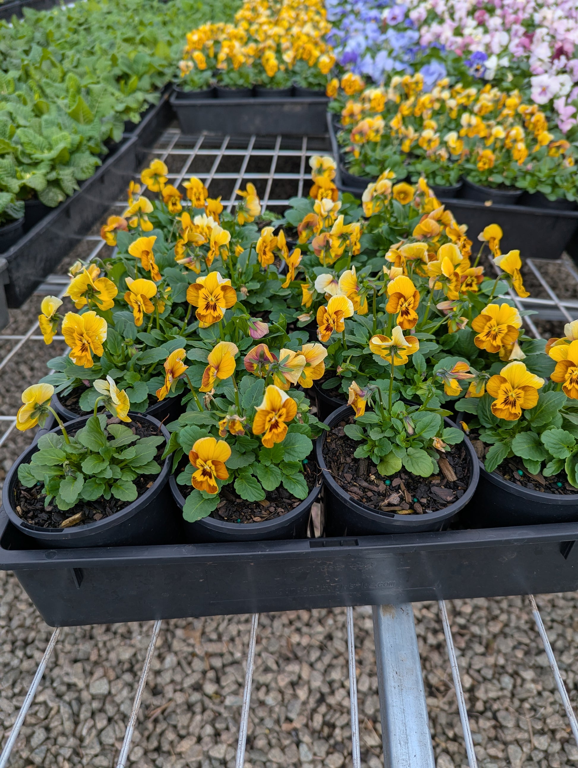 the plant broker