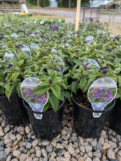 Heliotropium arborescens