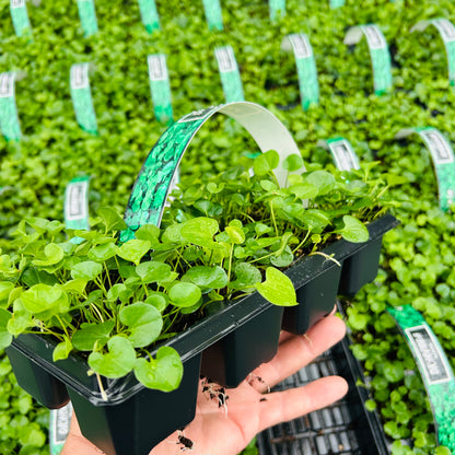 Dichondra repens