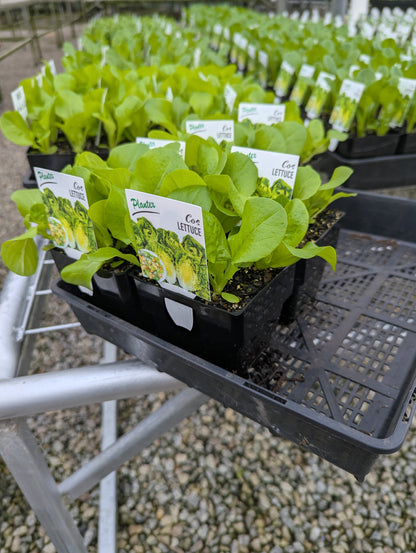 Lettuce - Cos
