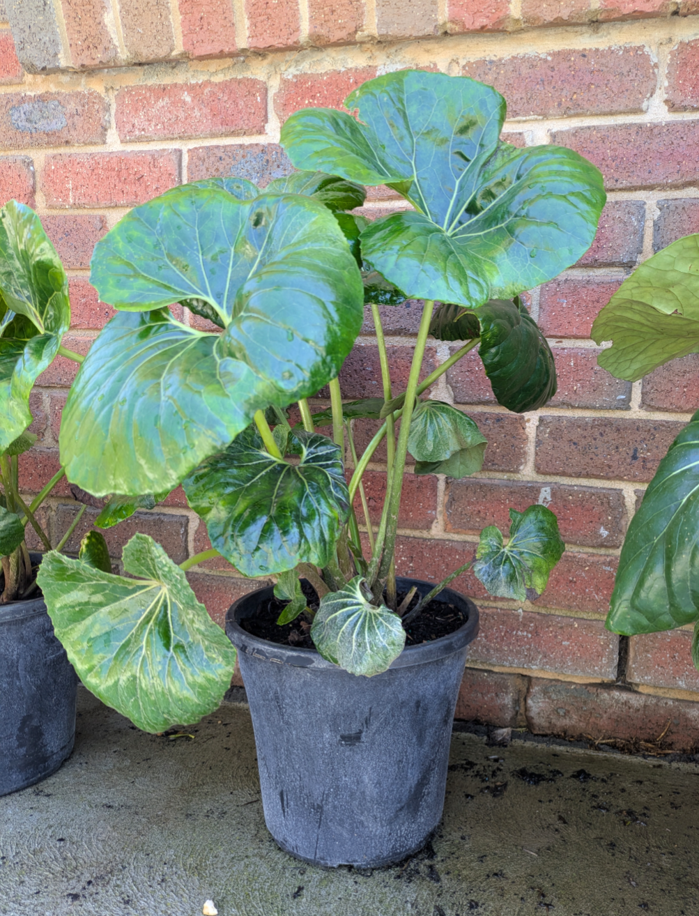 Ligularia reniformis Designer Verde