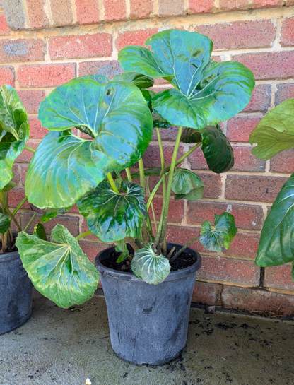 Ligularia reniformis Designer Verde