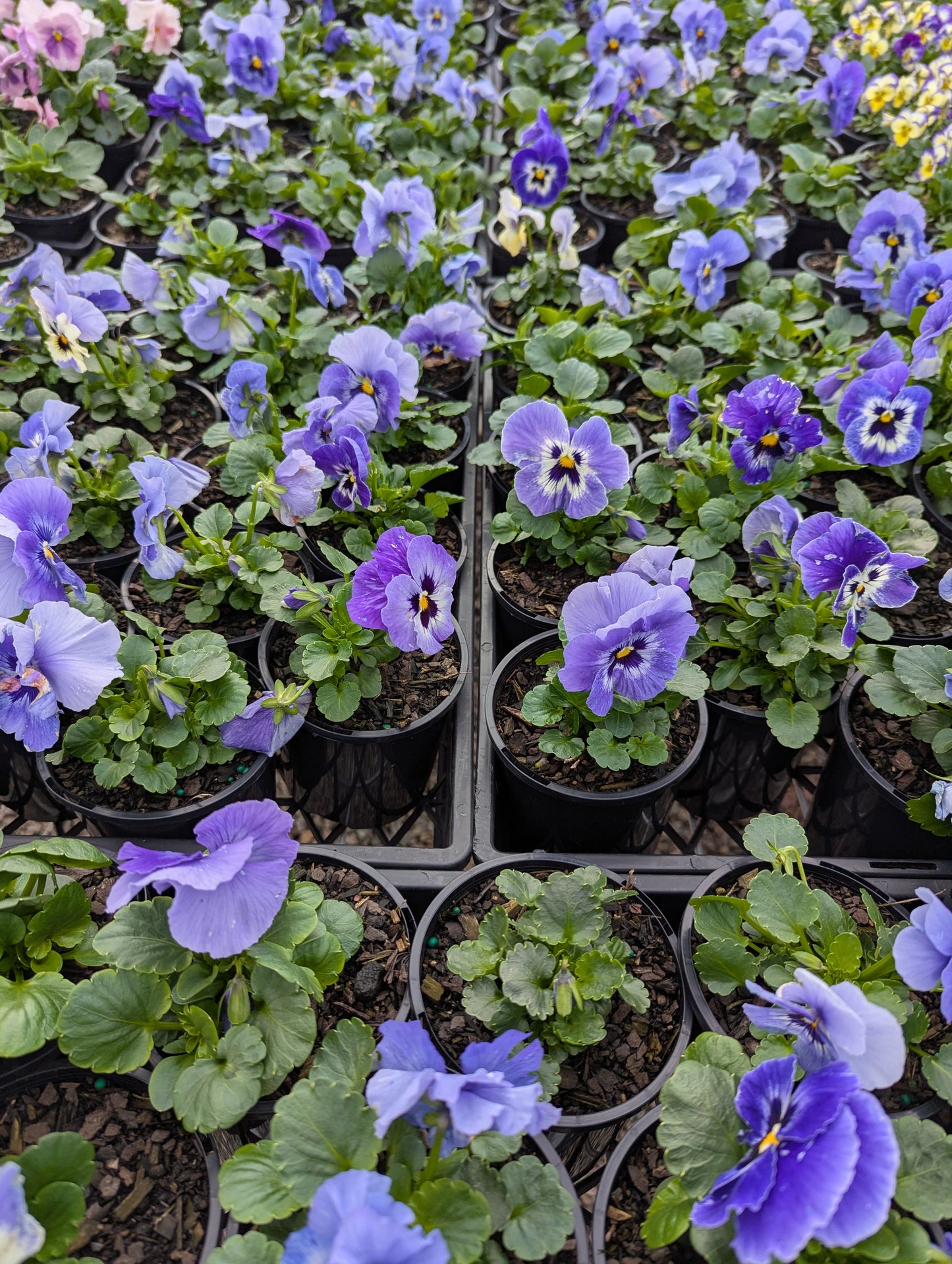 Pansy Maxim Marina