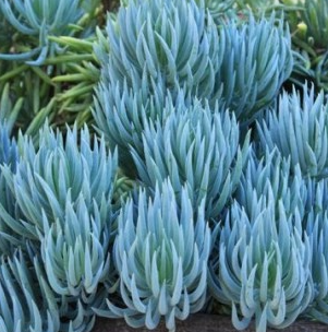 Senecio serpens