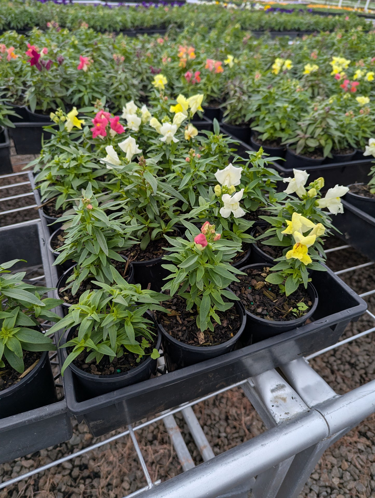 Snapdragon - Mix