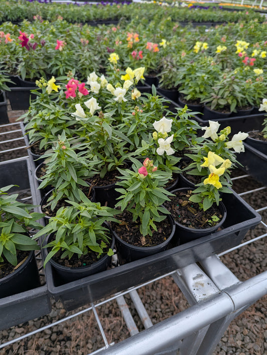 Snapdragon - Mix