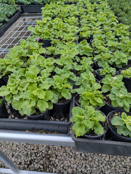 Primula malacoides Mix