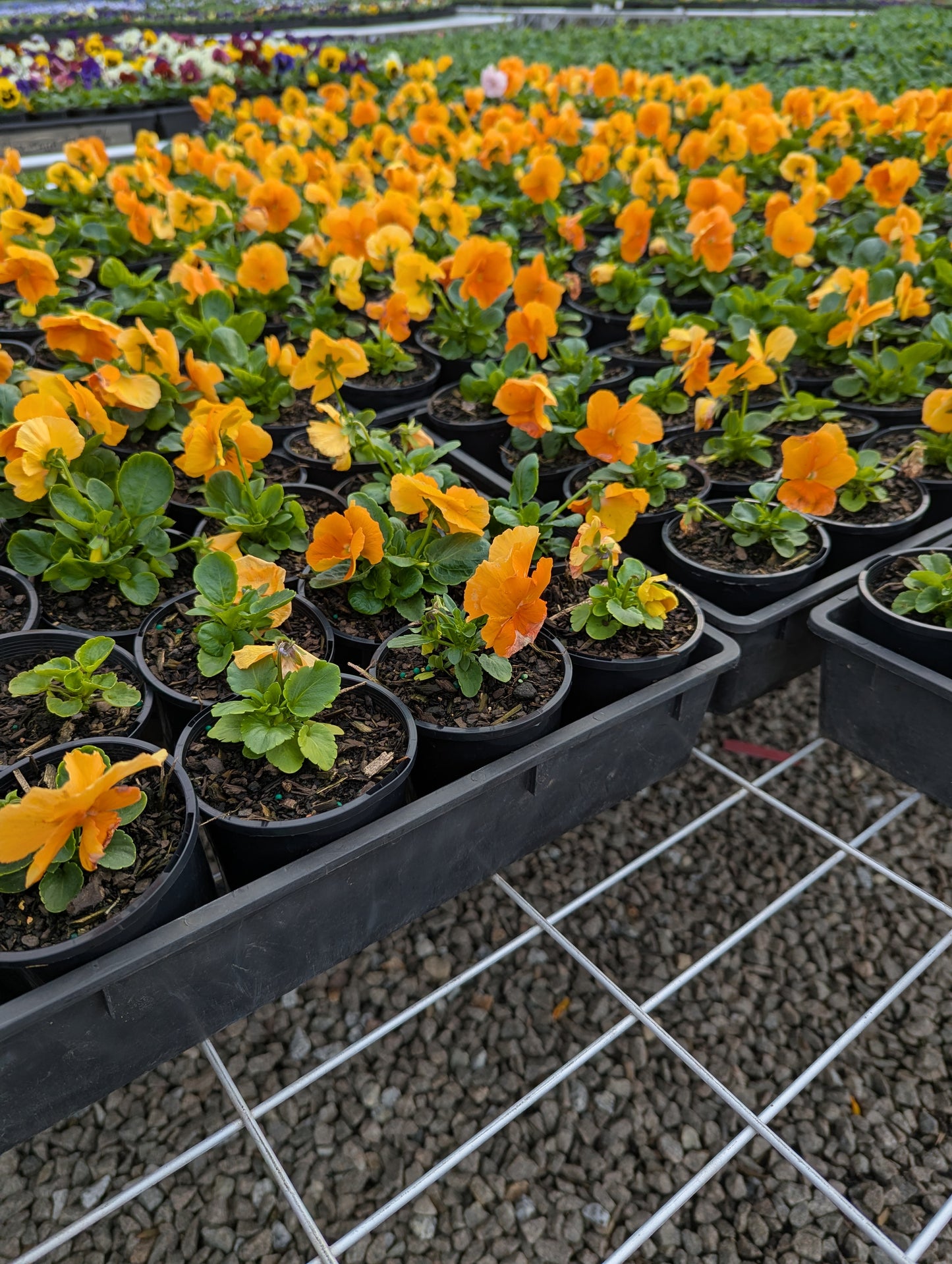 Pansy Orange