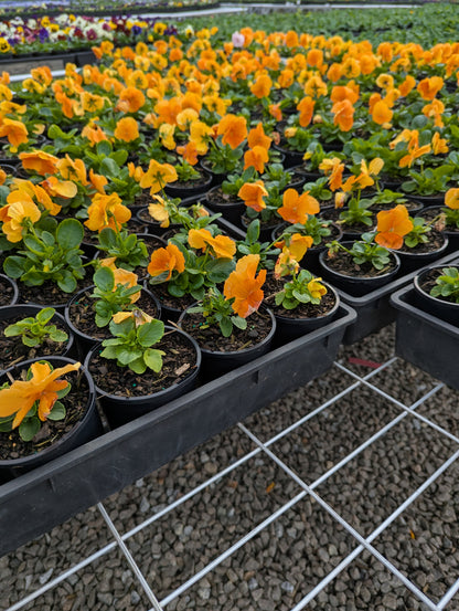 Pansy Orange