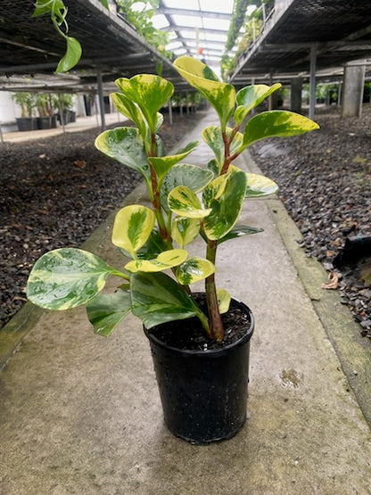 Peperomia obtusifolia Marble