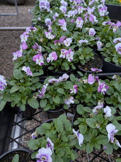 Viola spp. Pink Face