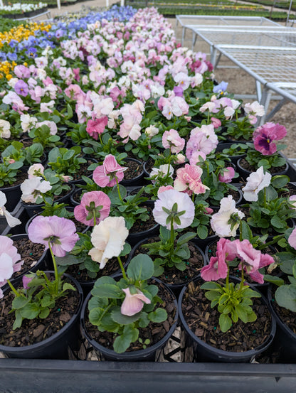 Pansy spp. Pink Shades