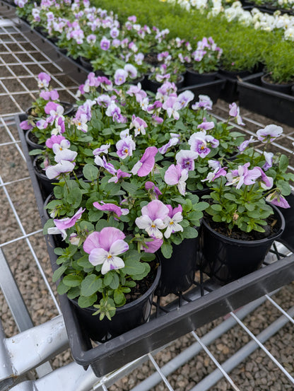 Viola Sorbet Pink Wing