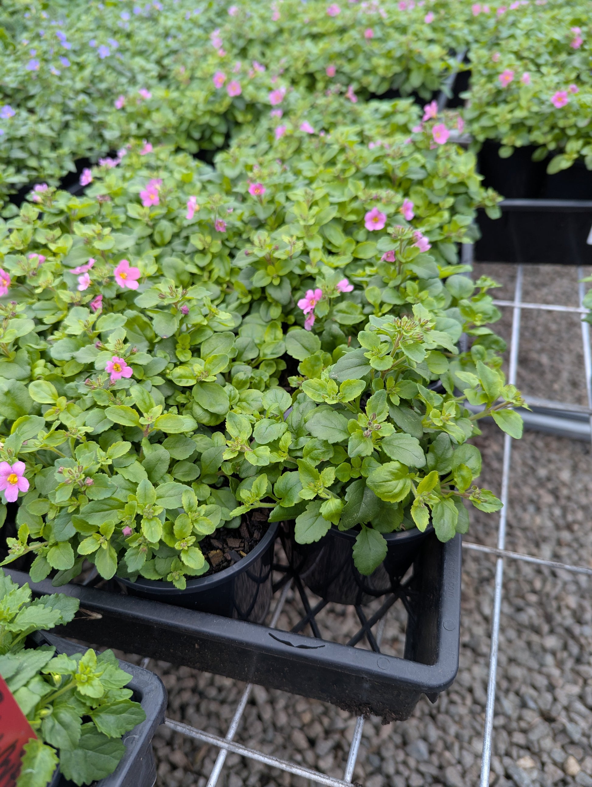 the plant broker
