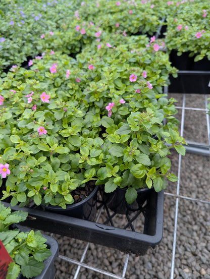 Bacopa Pinktopia