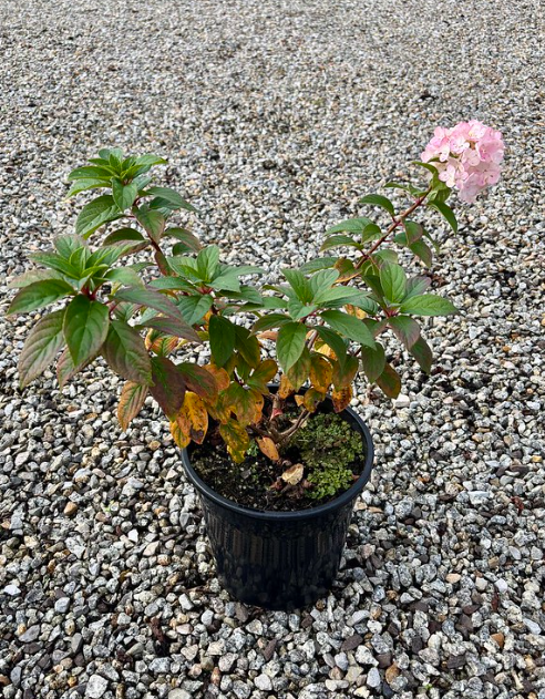 Hydrangea paniculata 'Sundae Fraise' pbr