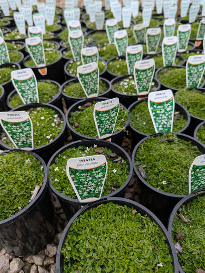 Pratia pedunculata White