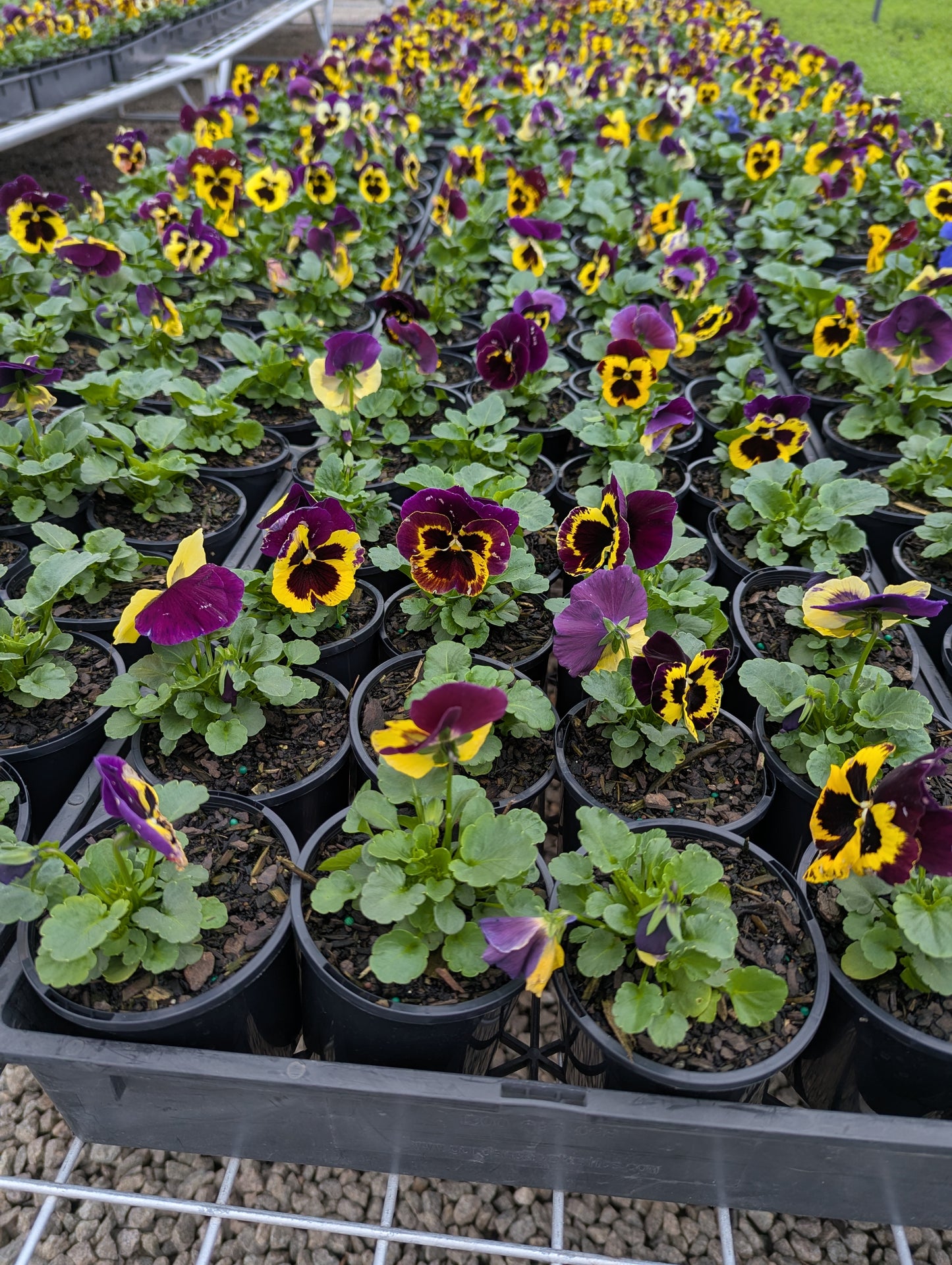 Pansy spp. Purple Maxi