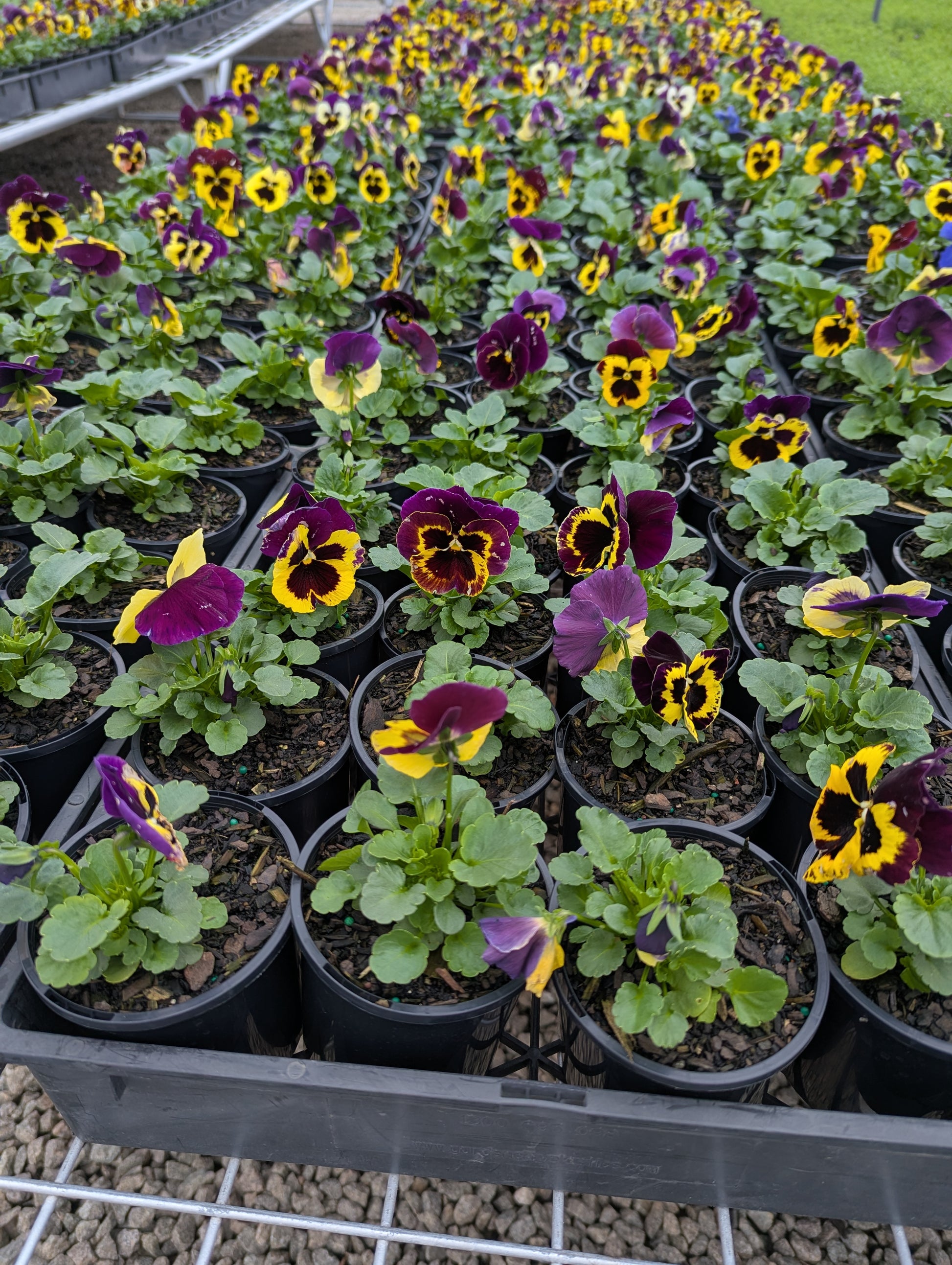 the plant broker
