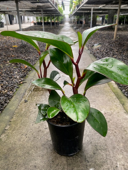 Peperomia obtusifolia 'Red Edge'