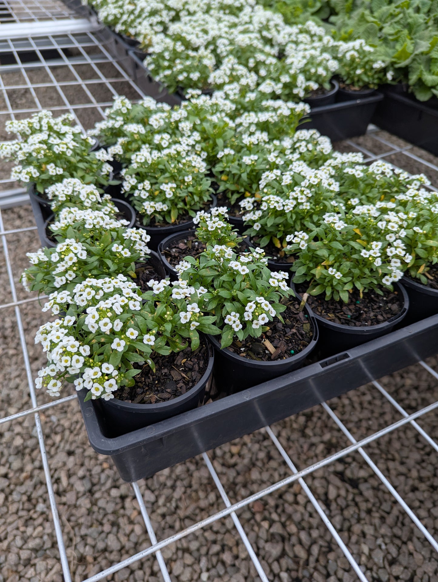 Alyssum Snow Crystal
