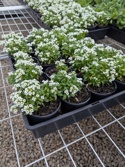 Alyssum Snow Crystal