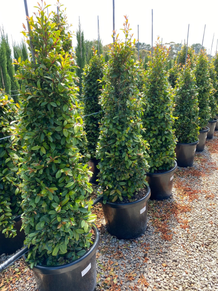 the plant broker