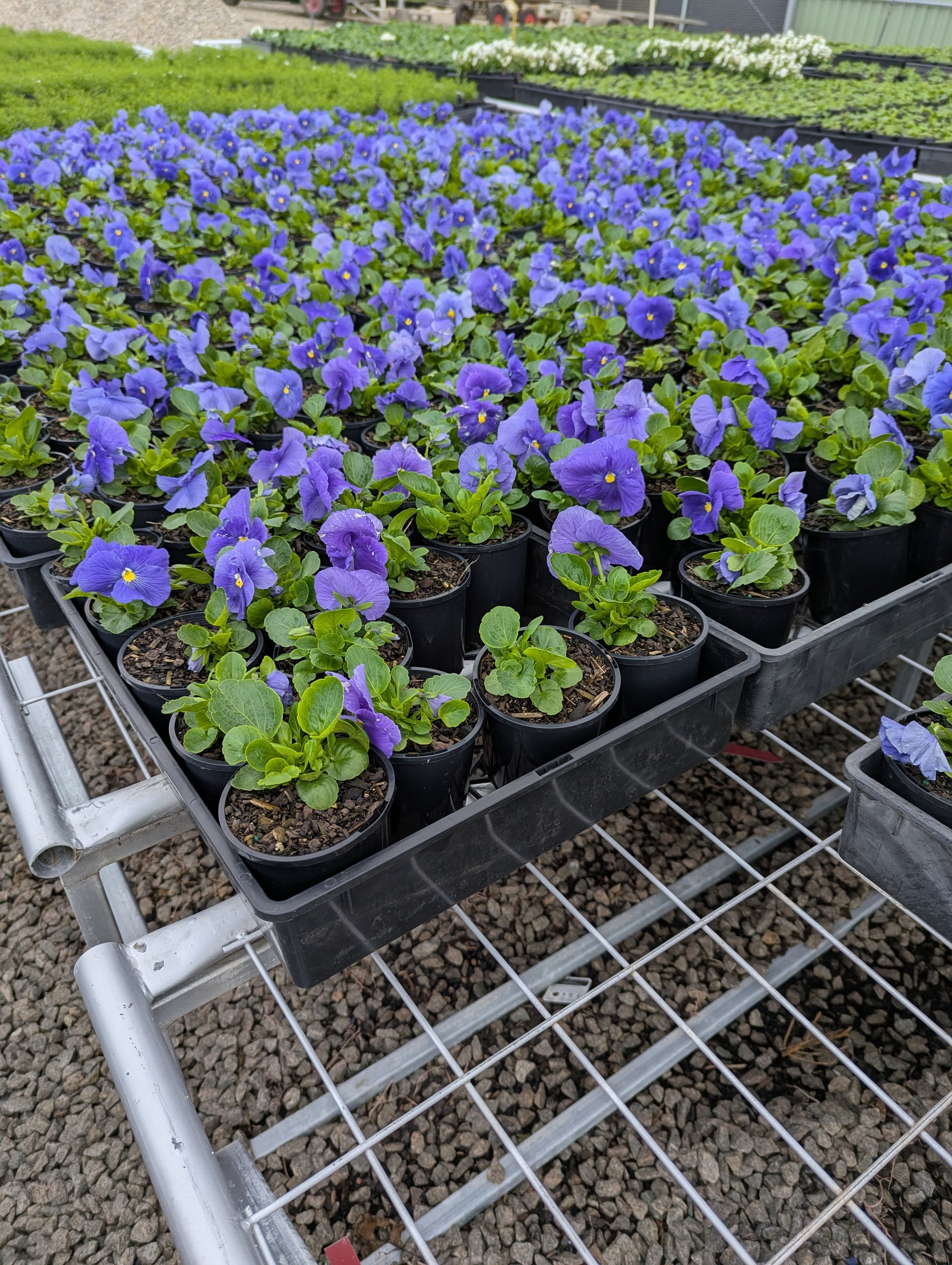 the plant broker