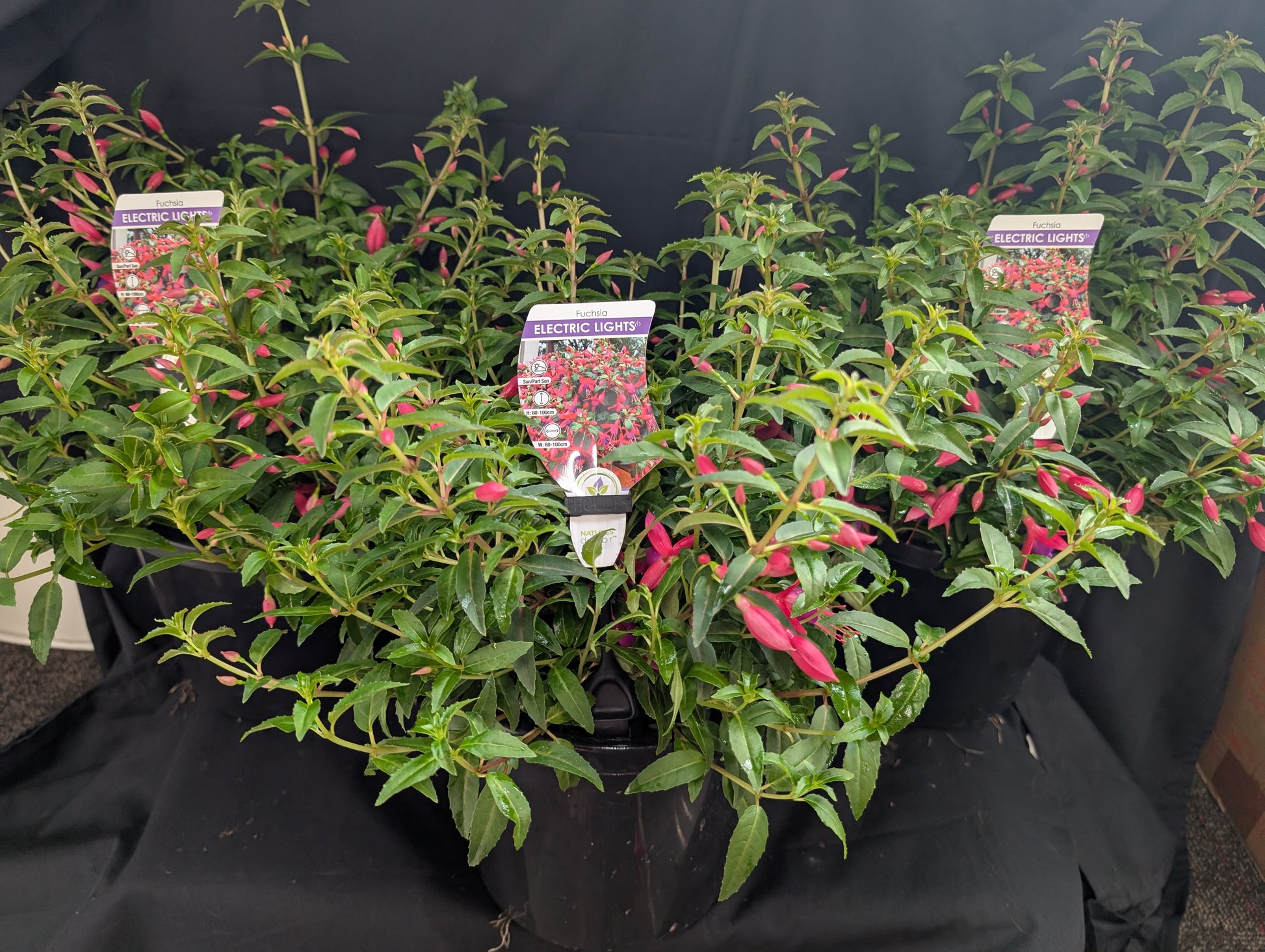 the plant broker