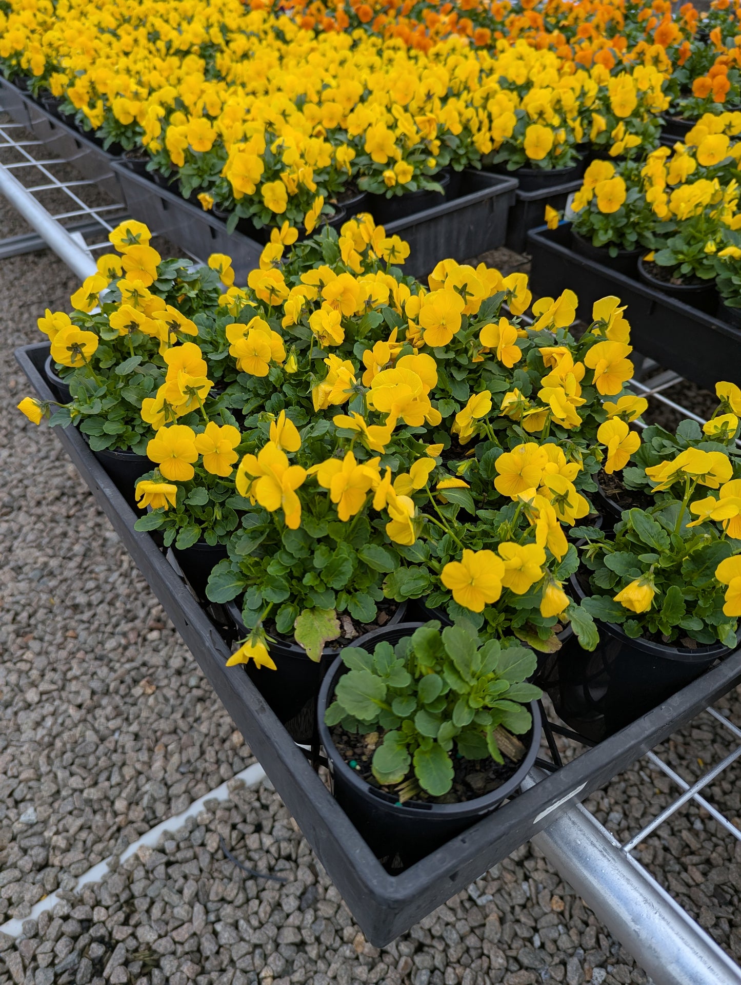 Viola spp. Yellow