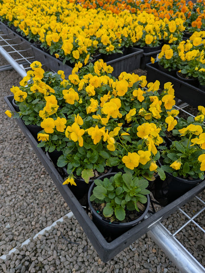Viola spp. Yellow